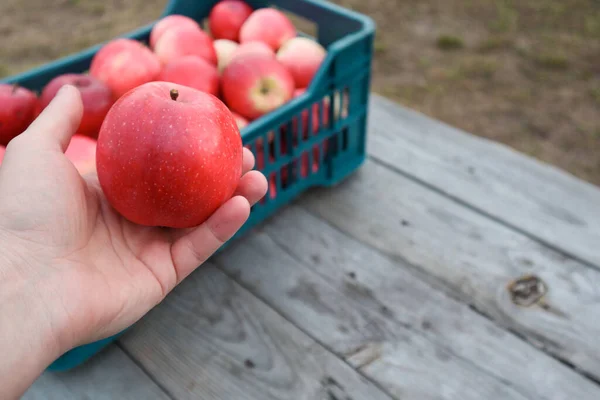 Harvesting of red apples in black plastic box. Close-up men\'s hand and plastic crate filled with natural organic apples in the foreground of the photo.