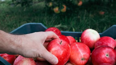 Siyah plastik kutuda kırmızı elma hasadı. Erkek eli ve plastik sandık fotoğrafın ön planında doğal organik elmalarla dolu..