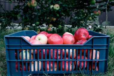Bahçede hasat. Plastik bir kutuda kırmızı sulu elmalar plastik sandıkta elmalar. Sonbaharda bahçede meyve topluyorum..