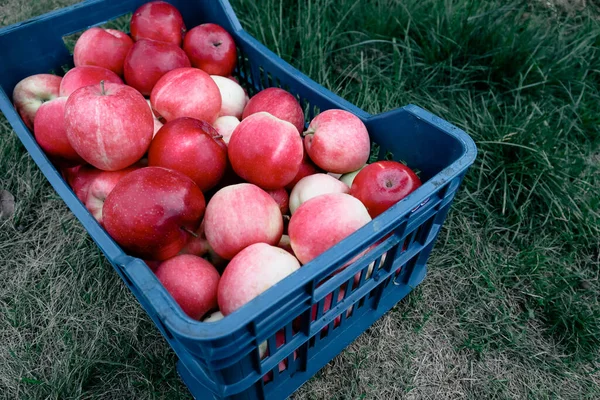 Zbieranie Plonów Ogrodzie Czerwone Dojrzałe Soczyste Jabłka Plastikowym Pudełku Jabłka — Zdjęcie stockowe