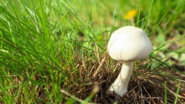 Doğada yeşil çimlerde beyaz mantar şampiyonu. Yenebilir mantar Agaricus arvensis ormandaki yeşil çimlerin altında sonbahar makro yatay fotoğrafında