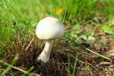 Doğada yeşil çimlerde beyaz mantar şampiyonu. Yenebilir mantar Agaricus arvensis ormandaki yeşil çimlerin altında sonbahar makro yatay fotoğrafında