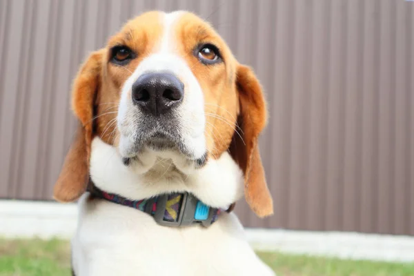 Close Beagle Contra Fundo Grama Verde Cão Estoniano Grande Cão — Fotografia de Stock