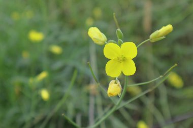 Bokeh arkaplanlı Arugula çiçeğinin seçici odağı. Taze roka yaprakları ve çiçekler.