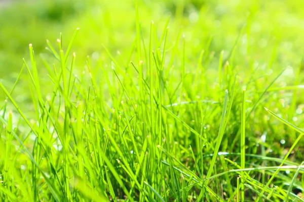 露と新鮮な緑の草が閉じます ソフトフォーカス ブレード上の露と緑の湿った草 コピースペース付き自然春や夏のファンタジーの背景 — ストック写真