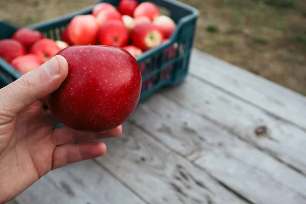 Harvesting of red apples in black plastic box. Close-up men\'s hand and plastic crate filled with natural organic apples in the foreground of the photo.
