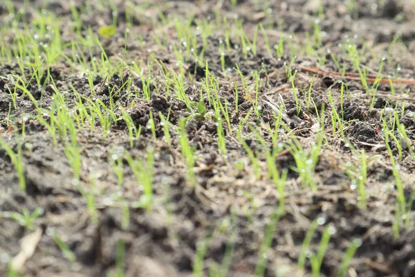 Young plant, Green sprouts on ground. Young sprouts are on the field. Green grass closeup.