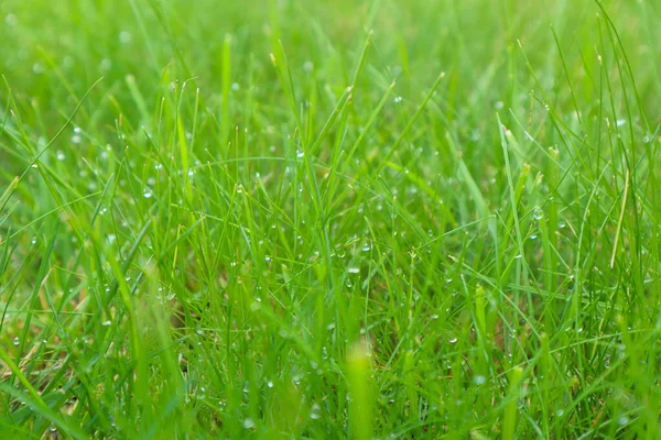 Świeża Zielona Trawa Kroplami Rosy Zbliżenie Miękkie Skupienie Zielona Mokra — Zdjęcie stockowe