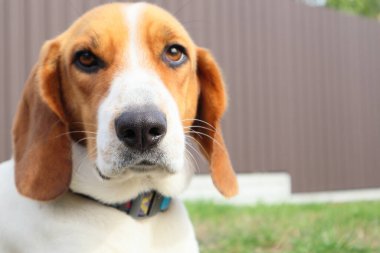 Beagle 'ın yeşil çim arka planına yakın çekim. Estonya tazısı parkta çimlerin üzerinde oturan büyük av köpeği. Estonya tazısı arka plandaki çimlere yaklaşıyor. Bir köpeğin portresi