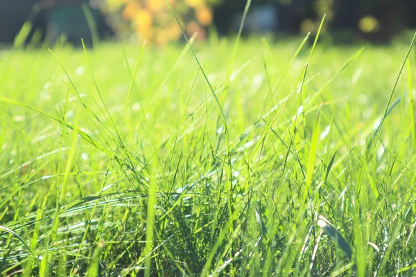 Fresh green grass background in sunny summer day in park. Spring background. Summer spring perfect natural landscape