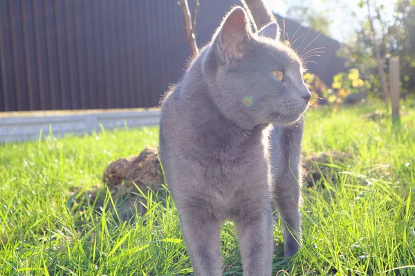 Gatto Britannico Grigio Con Occhi Verdi Sfondo Verde Primo Piano — Foto Stock