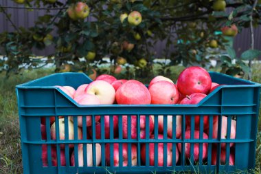 Bahçede hasat. Plastik bir kutuda kırmızı sulu elmalar plastik sandıkta elmalar. Sonbaharda bahçede meyve topluyorum..