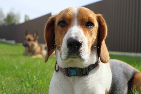 Beagle Novo Encontra Com Pastor Alemão Grama Verde Bonito Cão — Fotografia de Stock