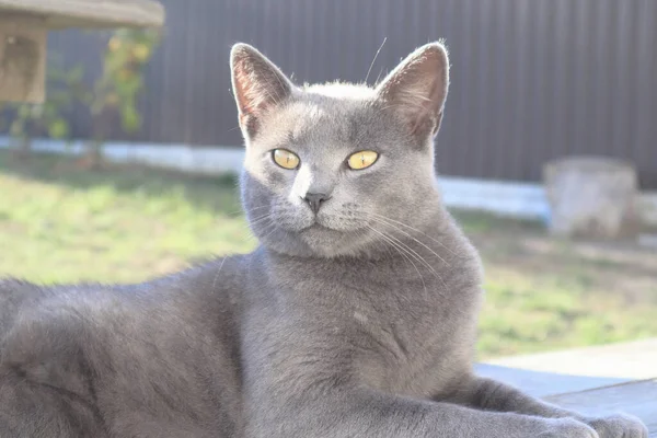 Scottish Cat sitting on the wooden bench. Playful British Short Hair cat lying on garden decking