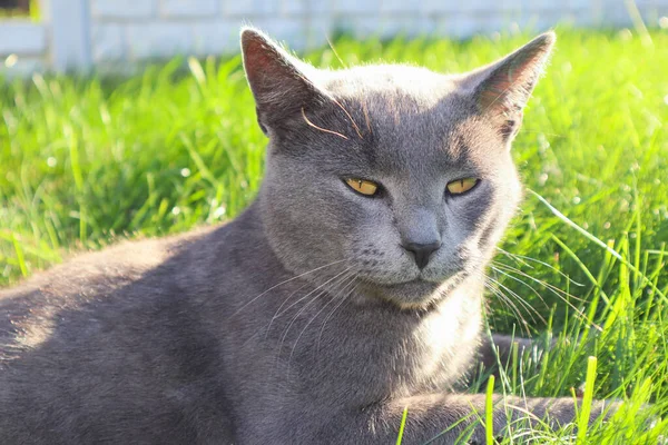 灰色英国猫 绿色眼睛 绿色背景 可爱的苏格兰折叠猫 — 图库照片
