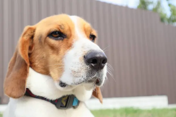 Zbliżenie Beagle Tle Zielonej Trawy Estoński Pies Myśliwski Wielki Siedzi — Zdjęcie stockowe