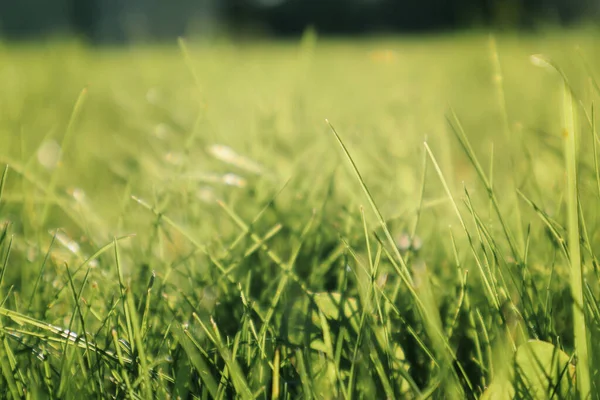 Świeże Zielone Tło Trawy Słoneczny Letni Dzień Parku Wiosenne Tło — Zdjęcie stockowe