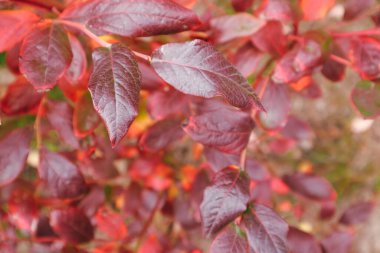 Bahçede gölgeli sonbahar yaprakları. Sonbaharda renkli kırmızı yaban mersini çalıları detaylarını, dokusunu ve desenini gösteren yabanmersini yaprakları.