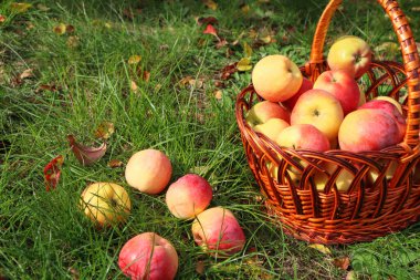 Sonbaharda kırmızı elmalı sepet. Kırmızı elmalar sepetten düştü. Sepetteki organik elmalar. Meyve bahçesi. Bahçe