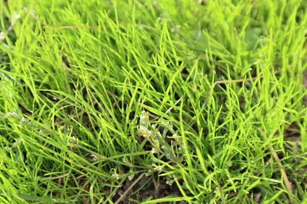 Fresh Green Grass Background Sunny Summer Day Park Spring Background — Stock Photo, Image