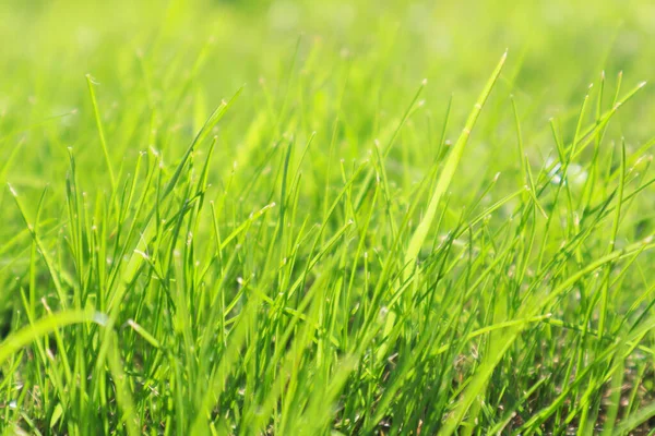 Fresh green grass background in sunny summer day. A fresh spring sunny garden background of green grass