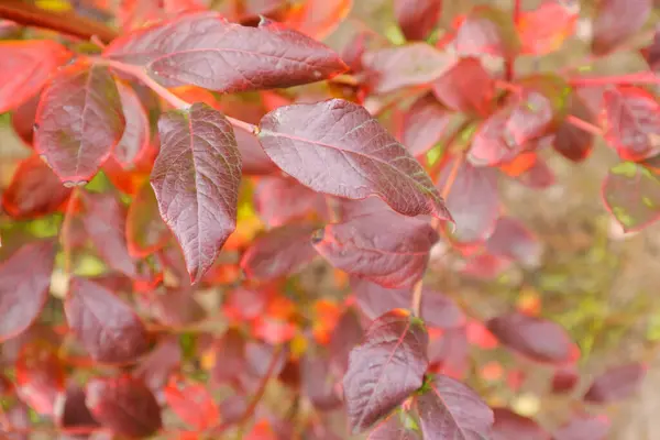 Bahçede gölgeli sonbahar yaprakları. Sonbaharda renkli kırmızı yaban mersini çalıları detaylarını, dokusunu ve desenini gösteren yabanmersini yaprakları.