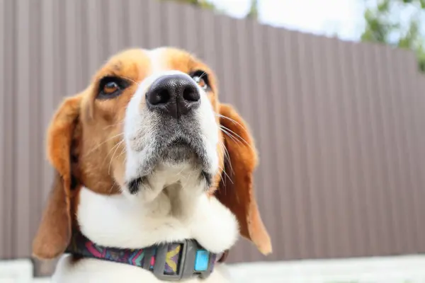 Primer Plano Beagle Contra Fondo Hierba Verde Sabueso Estonio Gran — Foto de Stock