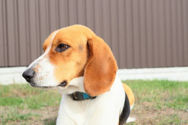 Zbliżenie Beagle Tle Zielonej Trawy Estoński Pies Myśliwski Wielki Siedzi — Zdjęcie stockowe