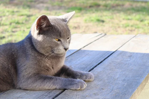 Scottish Cat sitting on the wooden bench. Playful British Short Hair cat lying on garden decking