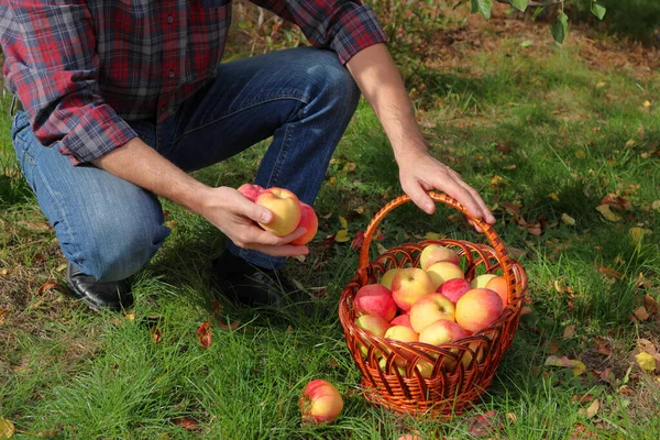 Man Giving Basket Full Of Apples In Orchard. Basket with red apples in hands at sunset field garden. Farmer with fruit. Selective focus