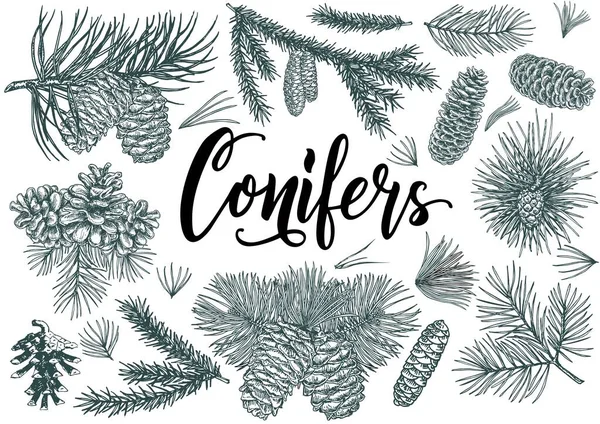 Conjunto navideño de ramas y conos de coníferas. Dibujos vectoriales de coníferas. Fondo vintage con pino, abeto, cedro, abeto, alerce ilustración. — Vector de stock