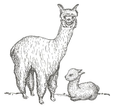 Alpaca ve onun yavru çizimi. Lama anne ve bebek, el çizimi Güney Amerika 'nın evcilleştirilmiş camelid hayvanı..