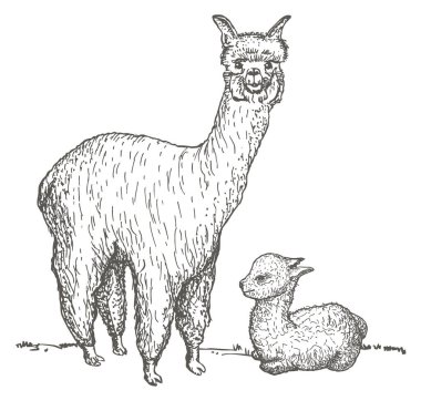 Alpaca and her cub sketch. Llama mama with baby, hand drawing sketch of domesticated South America camelid animal. clipart