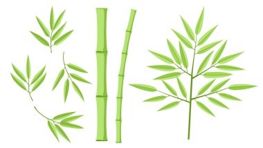 Beyaz arka planda bambu koleksiyonu olan bir resim. Bambu sapı ve yapraklarla el çizimi. Bambu yaprağı seti. Botanik koleksiyonu. Tasarım için bambu bitkilerinin şekilleri