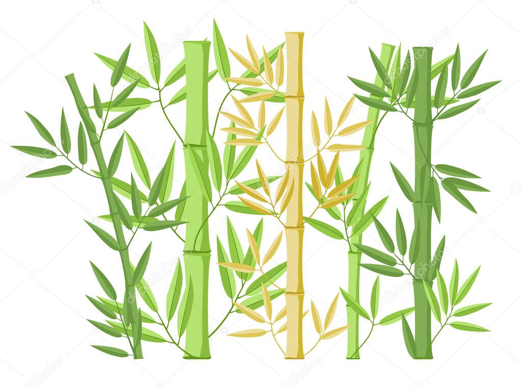 Illustration with bamboo on white background. Bamboo bush growth stages. Bambos tree life cycle animation plant phases. Green leaves