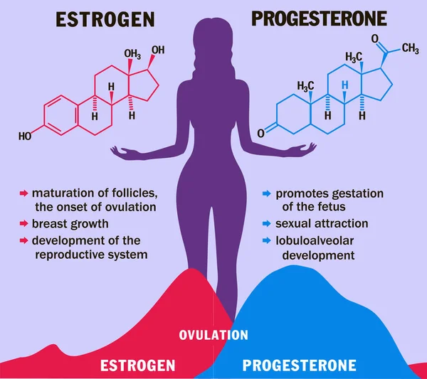 Estrogênio e progesterona em equilíbrio. Infográficos. Modelo de Molécula de Hormônios Sexuais Femininos. Hormônio e ciclo menstrual Menstruação, Fase folicular, Ovulação. Diagrama do ciclo menstrual — Vetor de Stock