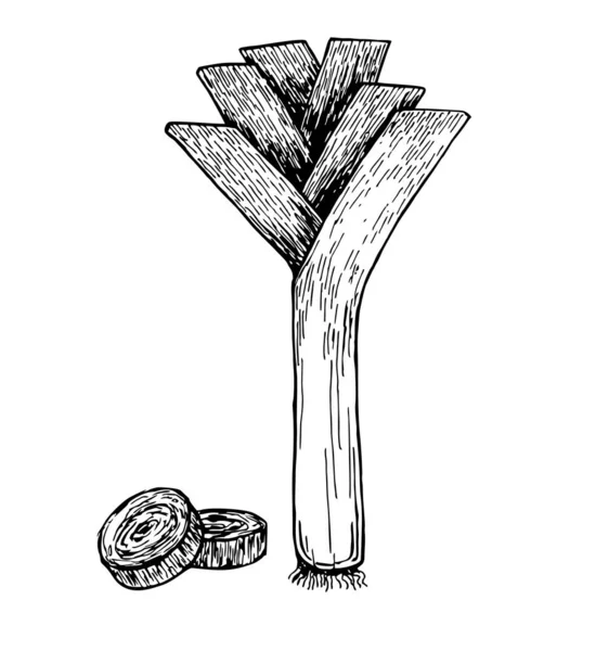 Ручной рисунок стиля свежий лук-порей, выделенный на белом фоне. Пищевая иллюстрация растительности лука-порея. Сингл и композиция со слайсами. Винтажная иллюстрация здоровой органической пищи — стоковый вектор