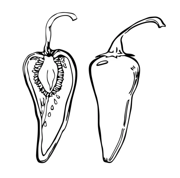 矢量辣椒手绘草图。胡椒画。被白色背景隔离。手绘图形风格。素食的细节。复古风格 — 图库矢量图片