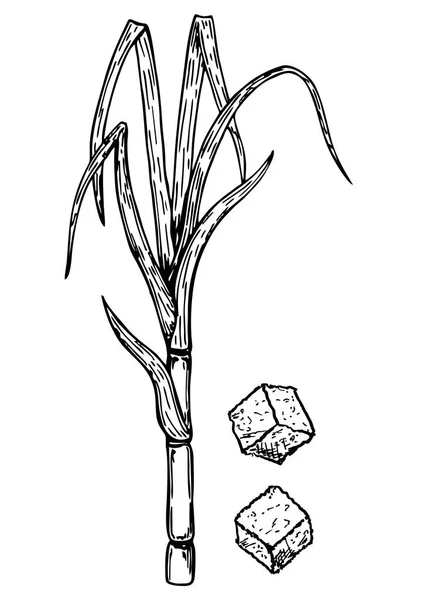 Handgezeichnetes Zuckerrohrset. Zuckerrohrpflanzen, Stängel, Blätter, Saft und Zuckerwürfel. Skizzieren Sie isolierte Gestaltungselemente. Vektorillustration lizenzfreie Stockillustrationen
