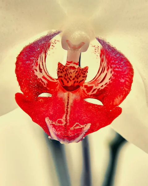 Storczyk Kwiat Niesamowite Czerwony Makro — Zdjęcie stockowe