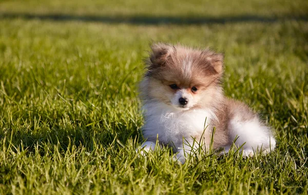Red Pomeranian Puppy Park Green Grass — Zdjęcie stockowe