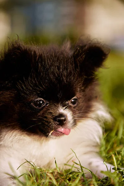 Pomeranian Spitz Color Black White Close Portrait — Stock fotografie