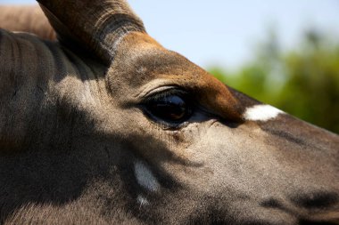 african antelope in nature close up