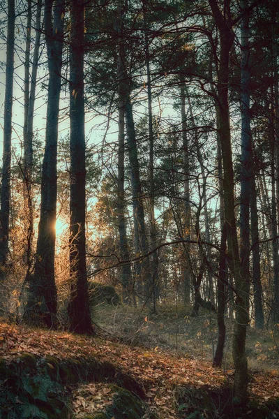 Coniferous Forest Sunset Zhytomyr Region Forest Ukraine — Stockfoto
