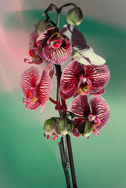 Orchid Phal Andorra Green Background — Zdjęcie stockowe