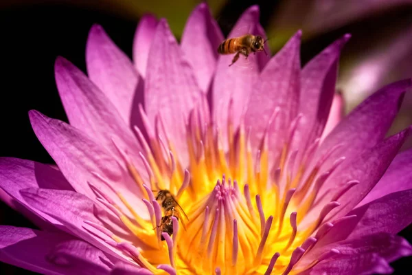 Bijen Lotusbloem — Stockfoto