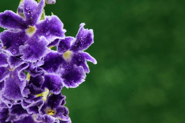 Lila Blüten Mit Tautropfen Auf Grünem Hintergrund Nahaufnahme — Stockfoto