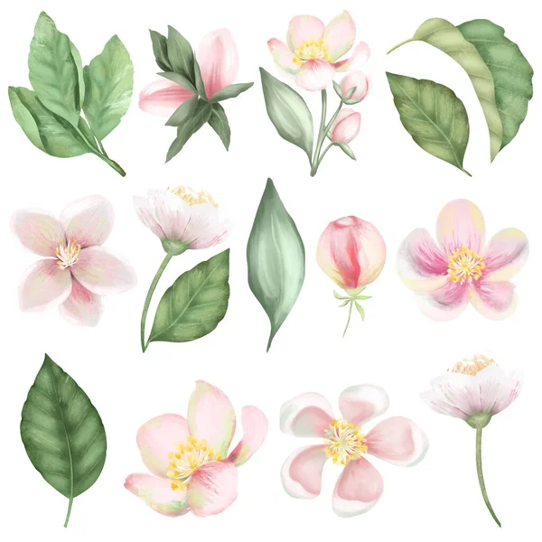 Sada Jarní Kvetoucí Jabloně Květy Listy Ručně Kreslené Izolované Ilustrace — Stock fotografie
