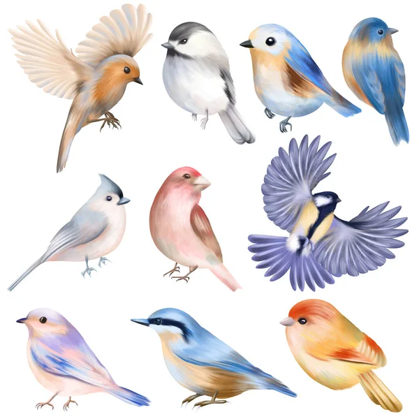 Set Van Met Hand Getekende Schattige Vogels Geïsoleerde Illustratie Witte — Stockfoto