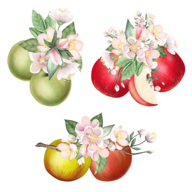 Olgun yeşil ve kırmızı elmalar ve çiçek açan elma dalları, ilkbahar elma buketleri, beyaz arka planda el çizimi izole edilmiş çizimler.